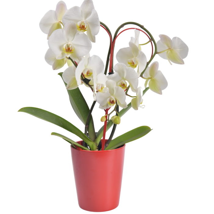 Phalaenopsis orchid in the shape of a heart