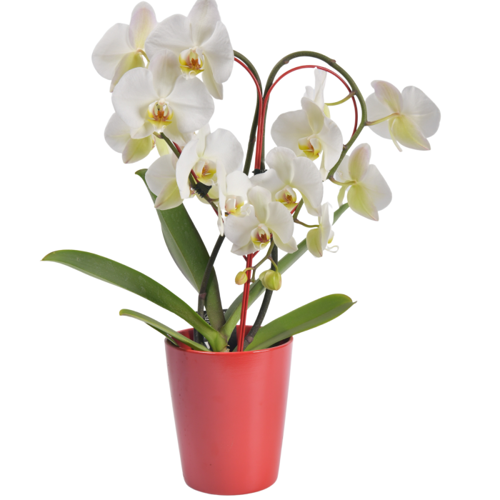 Ορχιδέα Phalaenopsis σε σχήμα καρδίας