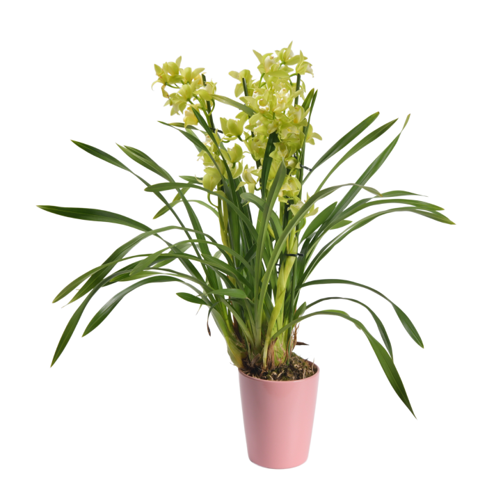 Cymbidium orchid in yellow color