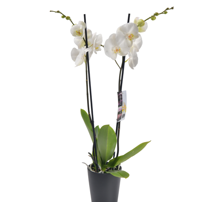 Phalaenopsis orchid in white color