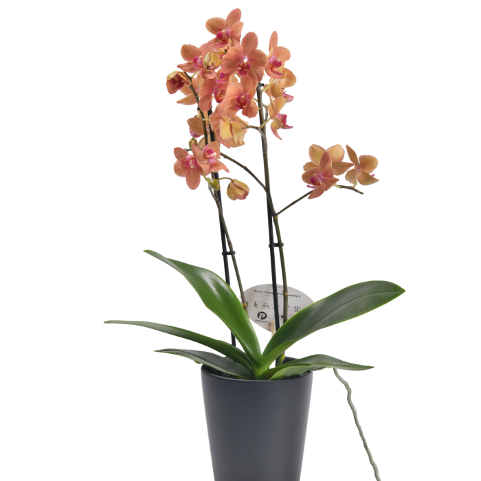 Orchid Phalaenopsis mini orange