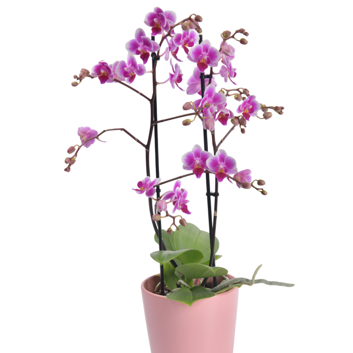 Ορχιδέα Phalaenopsis mini ροζ 
