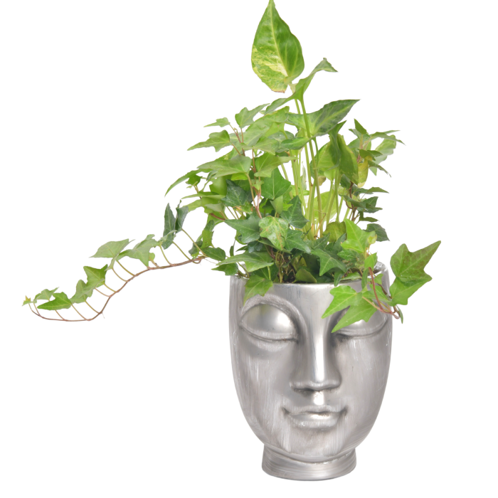 Caspo in the shape of a face with a plant