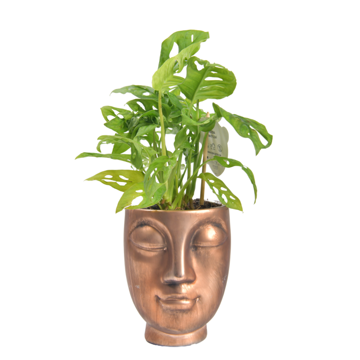 Kaspo golden face with plant