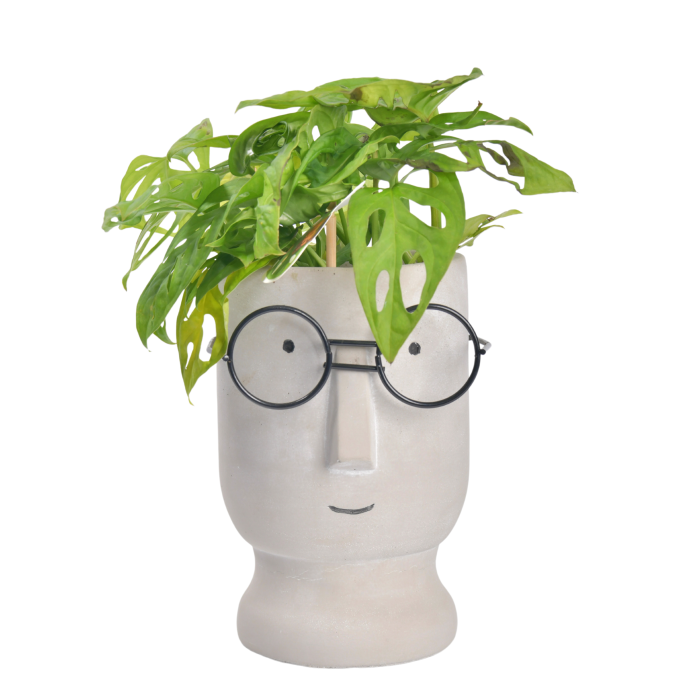 Kaspo face with a plant