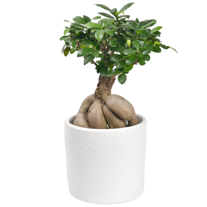 Bonsai in white caspo medium