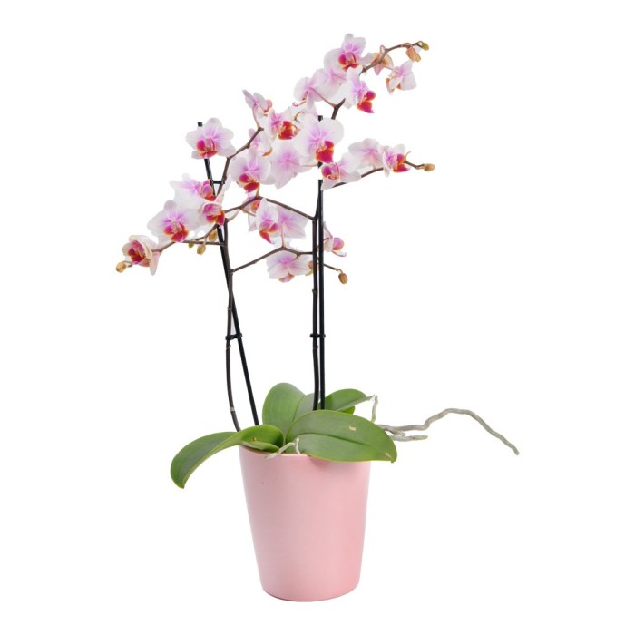 Ορχιδέα Phalaenopsis mini δίχρωμη 