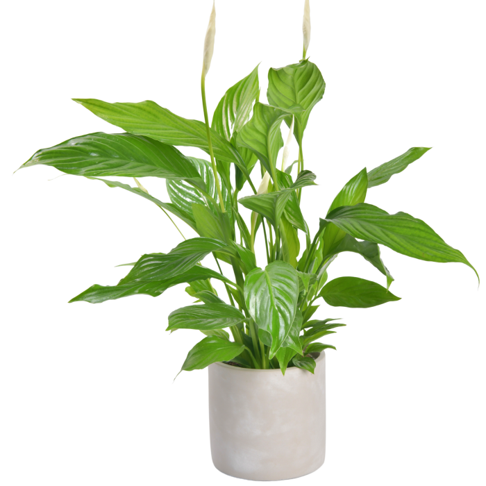 Spathiphyllum in gray caspo