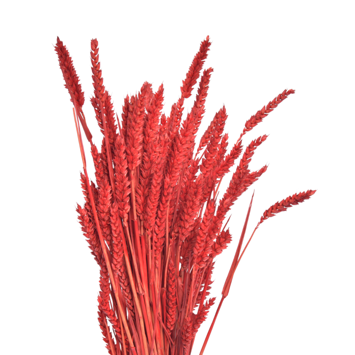 Dried cobs classically red in color