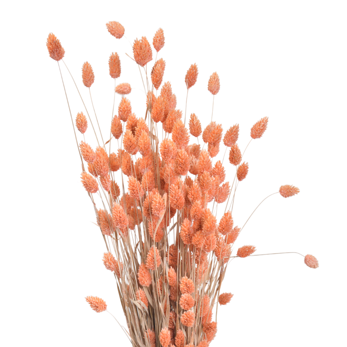 Dried cobs in salmon color