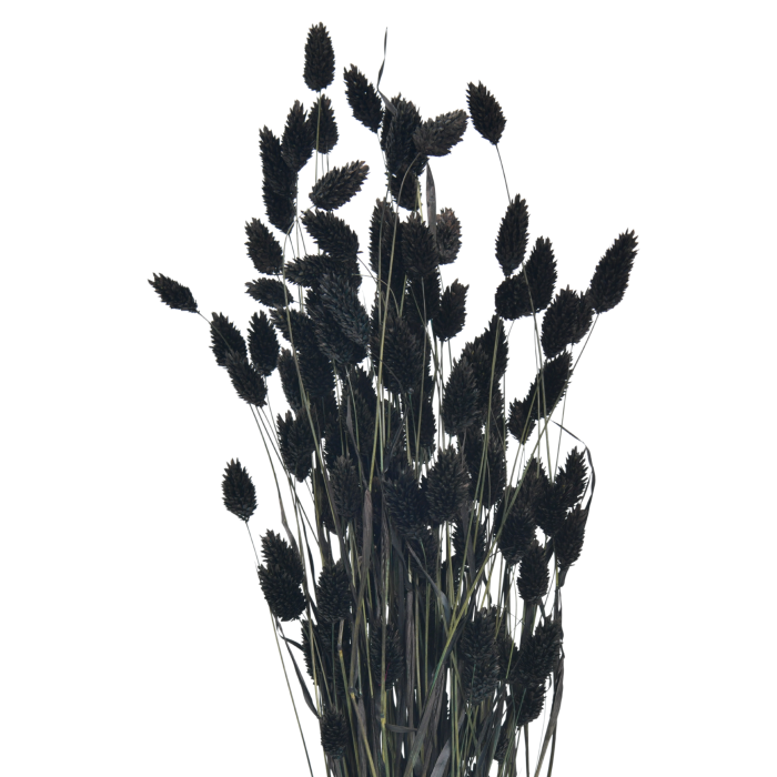 Dried cobs in black color